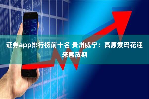 证券app排行榜前十名 贵州威宁：高原索玛花迎来盛放期